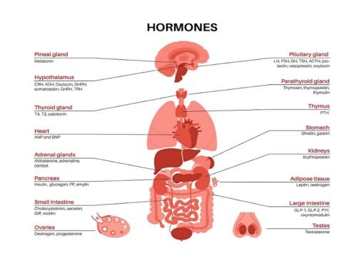 Understanding Hormonal Imbalances in Women: What You Need to Know