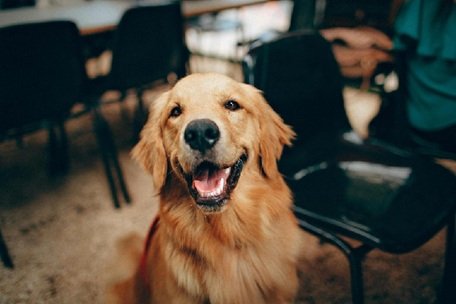 Why Regular Grooming Is Essential for Your Dog’s Health