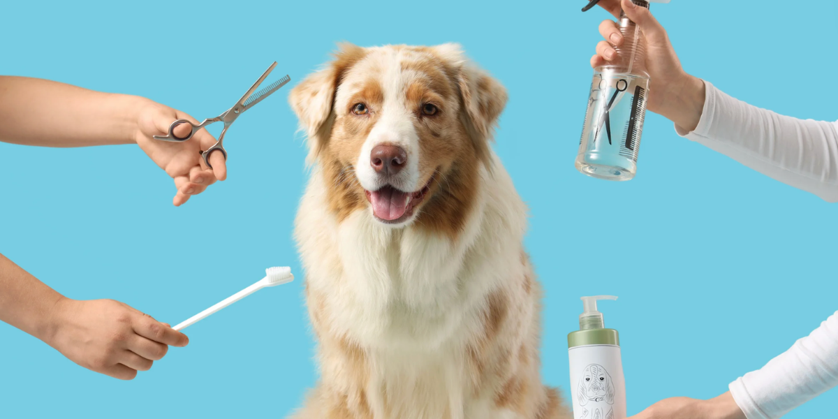 5 Safety Practices Professional Groomers Follow